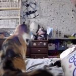 强震来袭前几秒 猫咪突起身狂奔逃跑