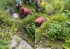 2少女离奇丧命 双双陈尸草丛