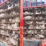 盗猫集团偷700只猫被抓 货车成“猫间炼狱”吓坏人