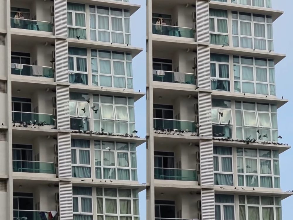 BURUNG-MERPATI-RUMAH-CYBERJAYA-W