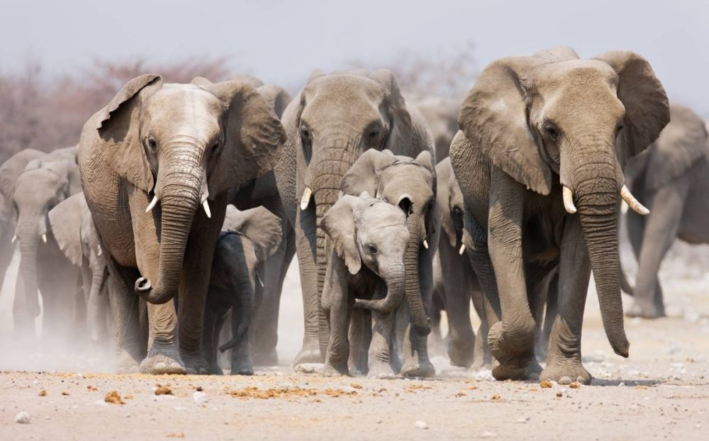 Bees-and-Elephants_9