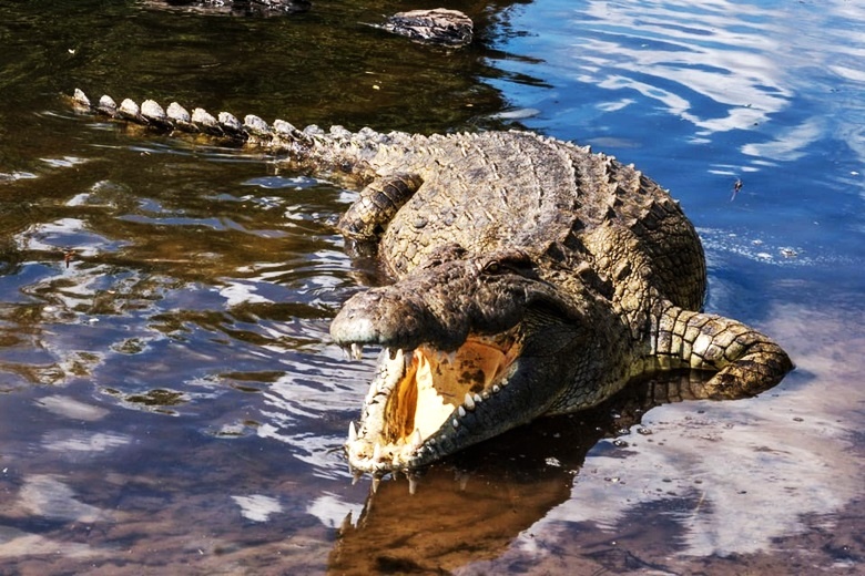 Crocodile