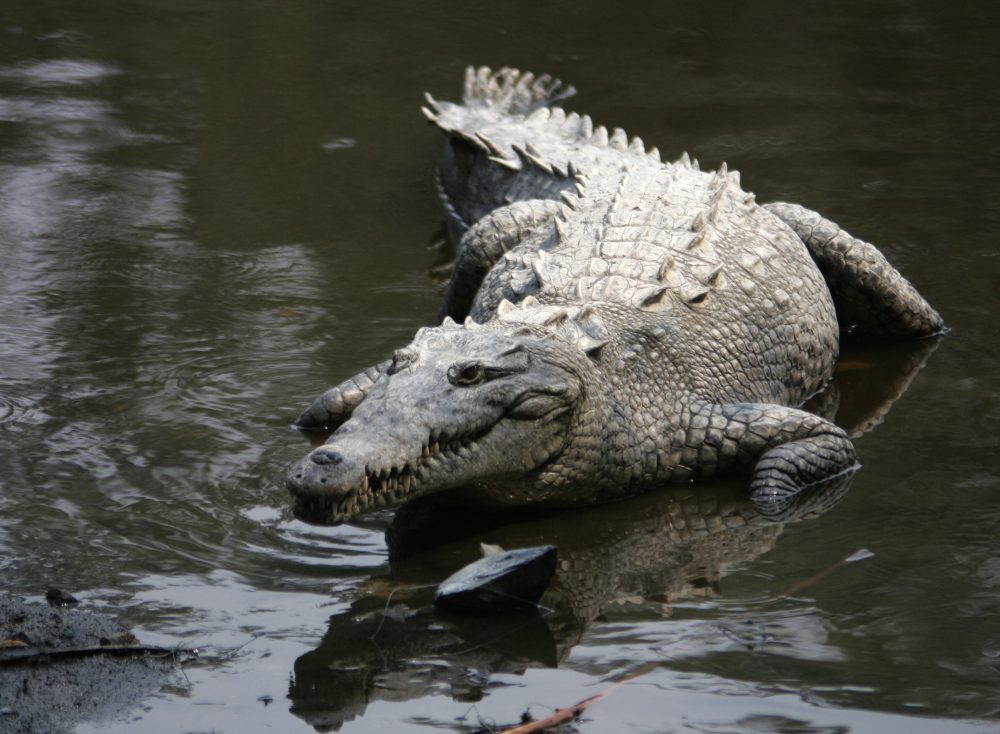 Crocodylus_acutus_mexico_02