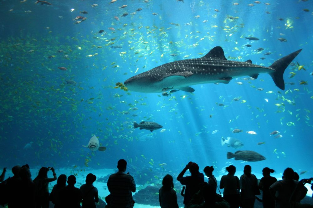 Male_whale_shark_at_Georgia_Aqua