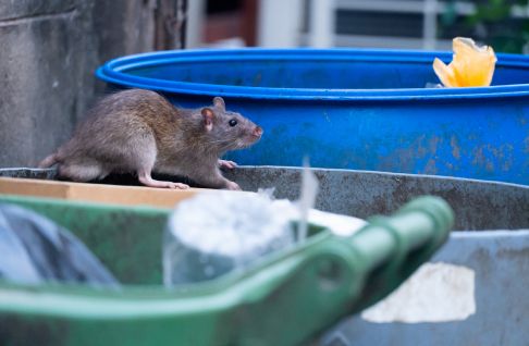 Rat-introduction