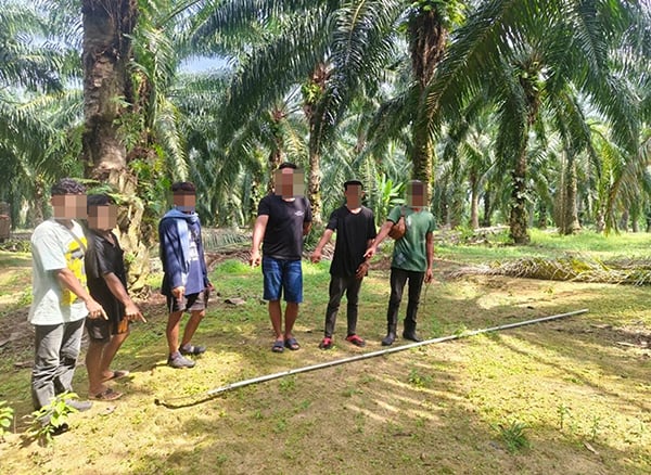 Stealing-oil-palm-fruit-260710-a2-noresize