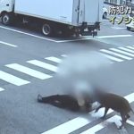 1.2公尺巨猪闯市区发狂 咬伤4人后离奇死亡