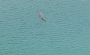 Sematan海边发现鳄鱼 当局吁远离水边保安全