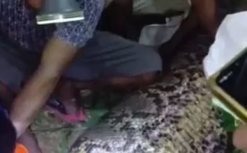 巨蟒腹部异常隆起 剖开后失踪农夫遗体竟在其腹中