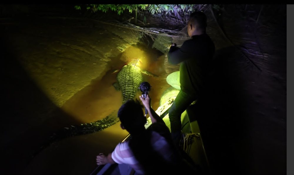 btu-200726-yy-crocodile-p2