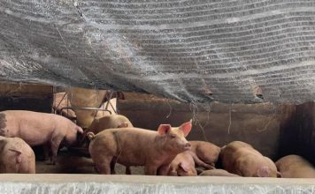 雪州养猪业即将全面退场 猪肉供应未来全靠外州