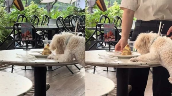 dog-260708-a1-noresize