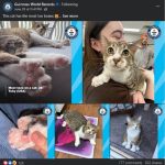 第一次看脚掌吓一跳 猫咪竟藏着28根脚趾