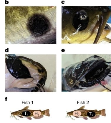 fn260724fish