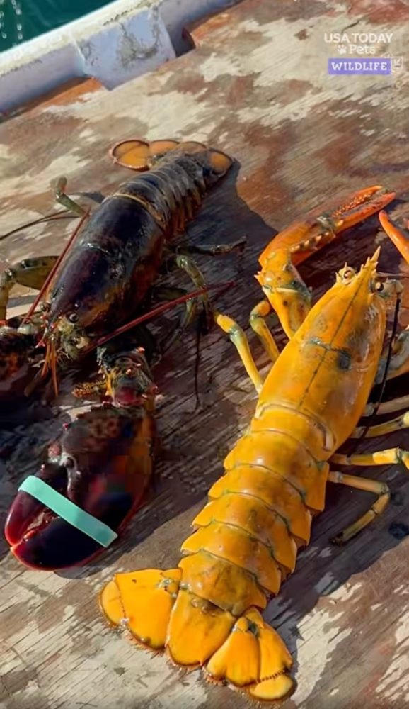 fn260726lobster2-101916