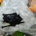 肉片里发现疑似蝙蝠 男童吃后狂吐入院检查