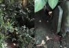 打开家门竟直对两座祖坟 女子住屋建在墓地上