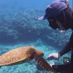 海龟被钓线缠死游来求助 潜水教练割线救命