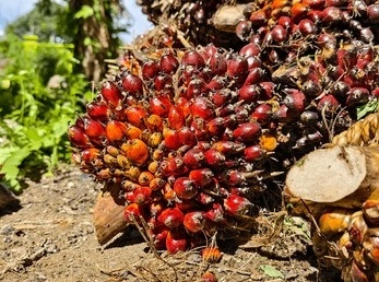 oil-palm-fruit-after-harvest-260