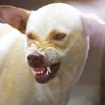 家犬突扑向熟睡婴儿 新生儿头部惨遭重创