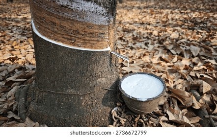rubber-plantations-latex-bowl-ex