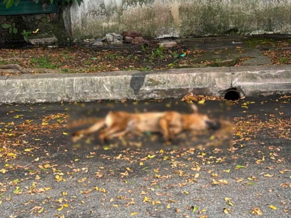 20260803CPKK28c_SUNGAI_CHUA_STRAY_DOGS_kj260803lgha4
