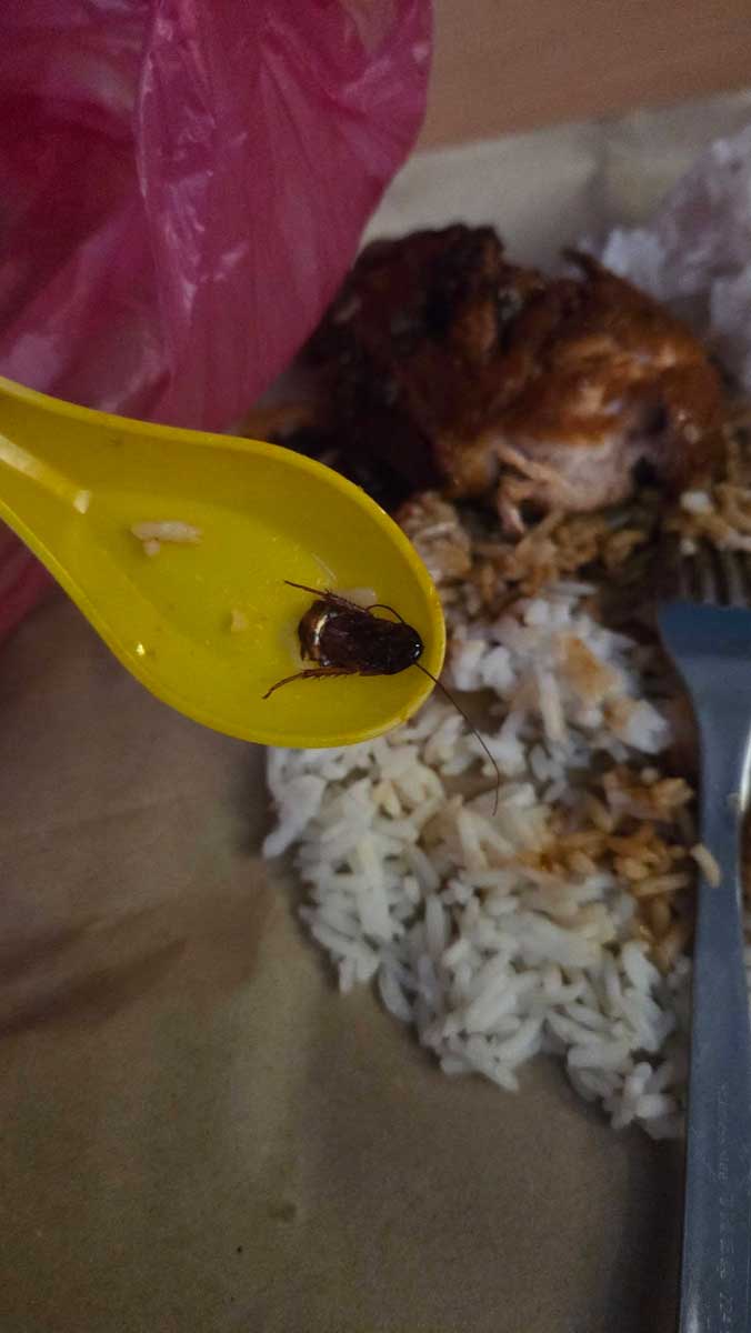 20260831CPKK29c_COCKROACH_IN_FOOD_jb260831kfyd01x
