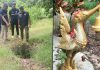 榴梿园惊现神秘古洞穴 居民:有时会听到里面传来音乐