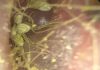 1岁童狂抓耳朵急就医 耳道口惊见植物种子发芽