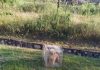 贵宾犬被关死笼弃路边 网民怒斥:想让它等死?