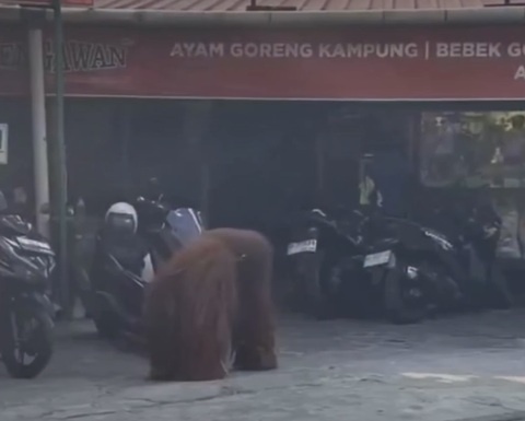 GELI-ORANG-UTAN