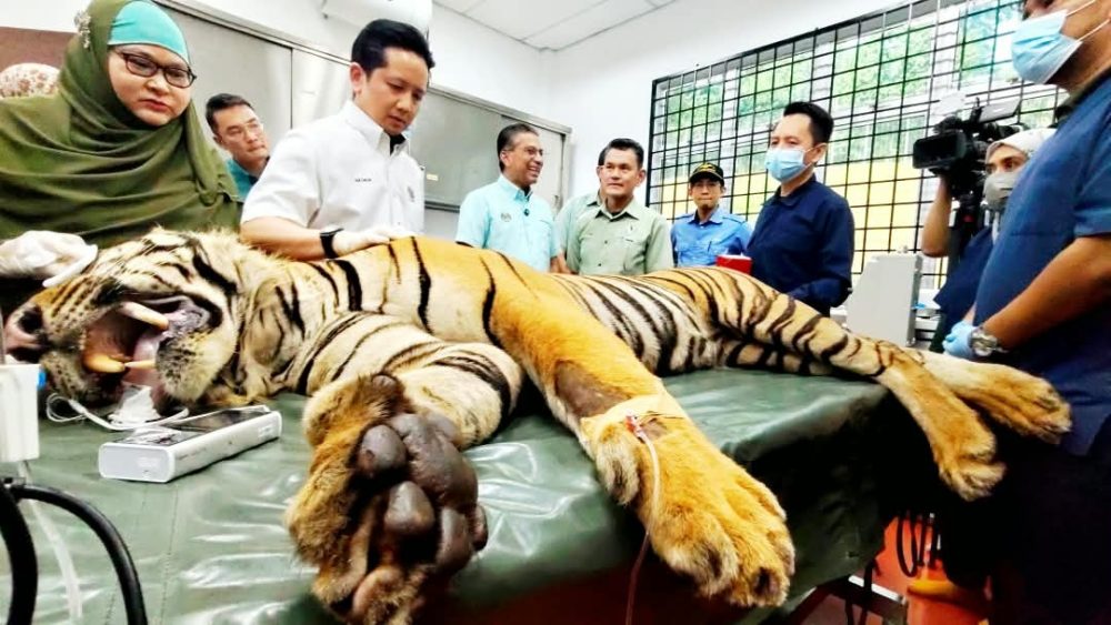 HARIMAU