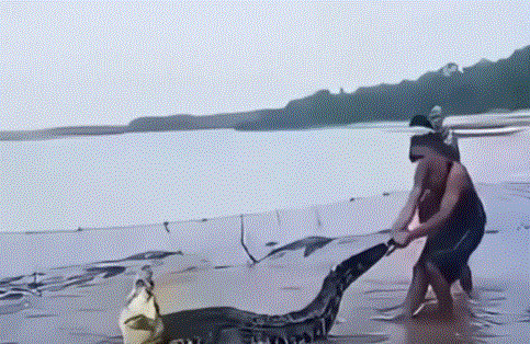 buaya-0000