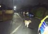 男子逃跑狠丢下爱犬 忠犬竟一路带领警察找到他