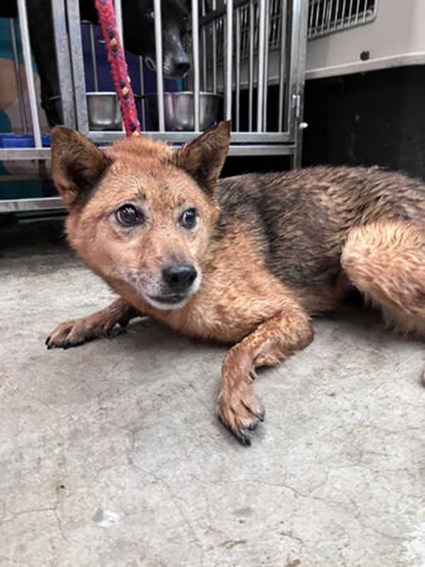 dog03-260816-a1-noresize