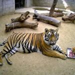 橘猫狂偷孟加拉虎食物 连喂食时间都能精准跟上