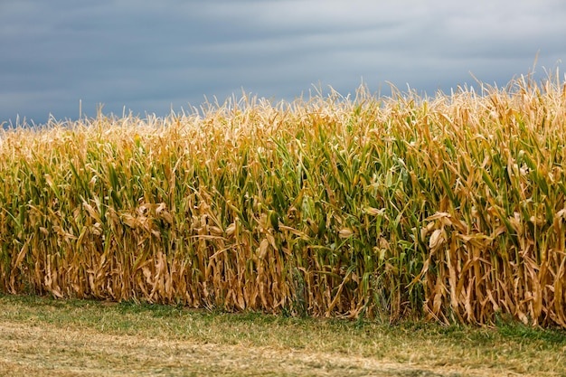 edge-large-corn-maze-midwest-far