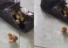 网购鹌鹑蛋准备拿去钓鱼 包裹一开竟跑出小鹌鹑