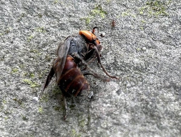 hornets-260818-a2-noresize