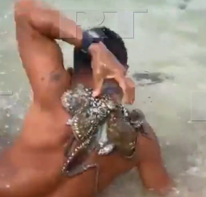 octopus