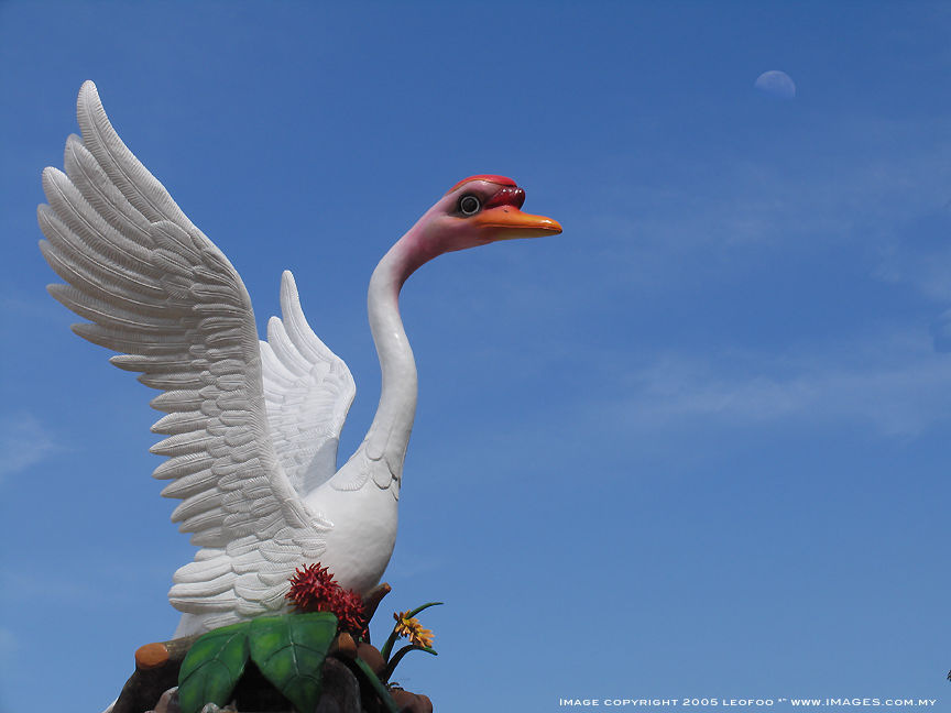 sibu_swan