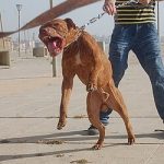 出生仅7天遭自家比特犬攻击 男婴被咬180处不幸身亡