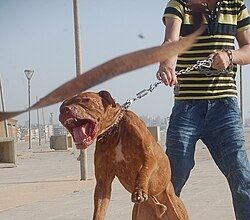 出生仅7天遭自家比特犬攻击 男婴被咬180处不幸身亡