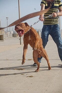 250px-Leashed_pitbull,_lunging