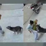 6月大女婴突遭恶犬扑咬 被拖行路面重伤送医抢救
