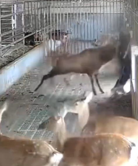 400deer