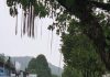 近1小时暴雨引发水患 雪隆多区道路变“河流”