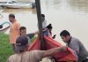 河域潜藏大型鳄鱼 捕鳄团队捕获16.2尺巨鳄
