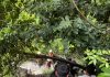 男子吊挂在山顶树上身亡 消拯员攀险坡2公里抬遗体