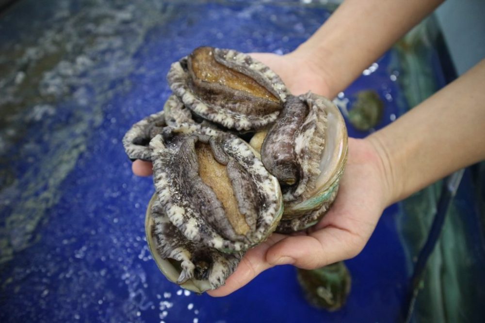 abalone-4629550-1024x683